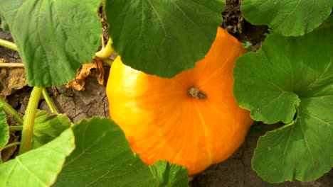 pumpkin in garden. top view, rotation and zoom out