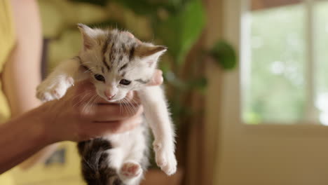 caucasian woman holds adorable tiny kitten up in air, shallow focus