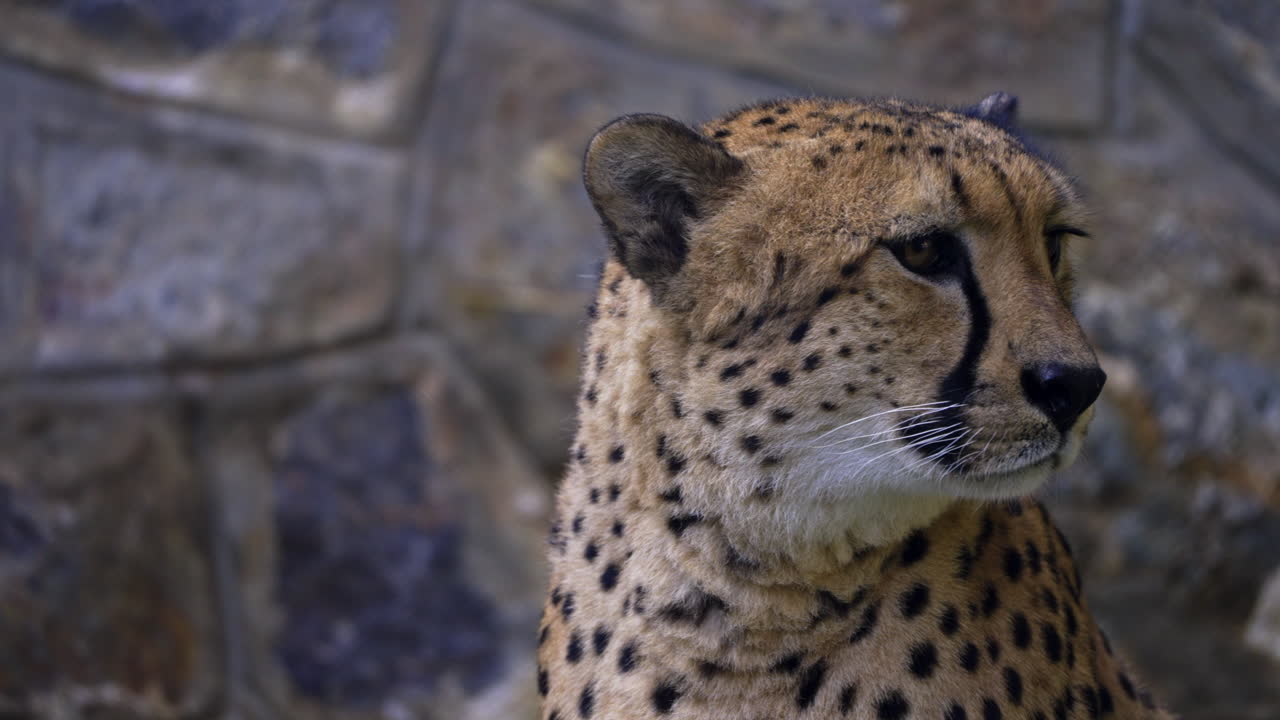 El retrato del guepardo