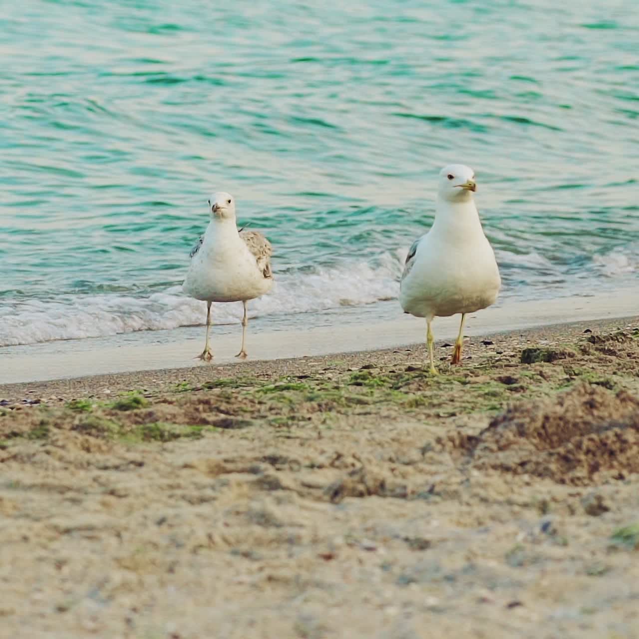 three gulls are walking along the seashore in the summer on the background of sea waves. Slow motion