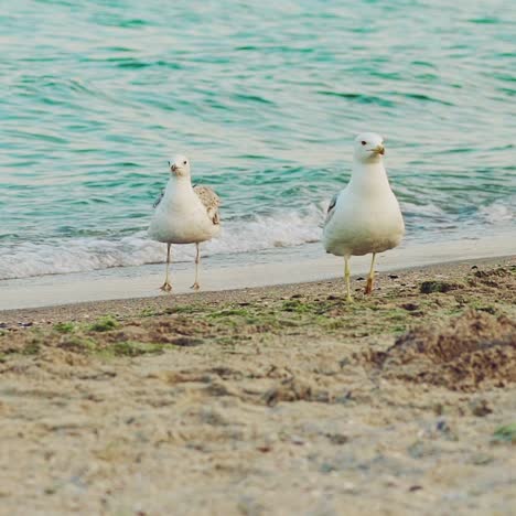 three gulls are walking along the seashore in the summer on the background of sea waves. slow motion