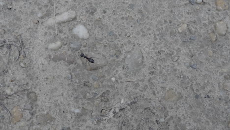 An-ant-scurrying-across-the-ground