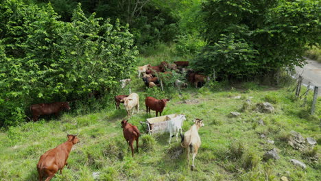 Kühe,-Die-In-Der-Wildnis-Grasen,-Ungleichheit-Bei-Freilandvieh