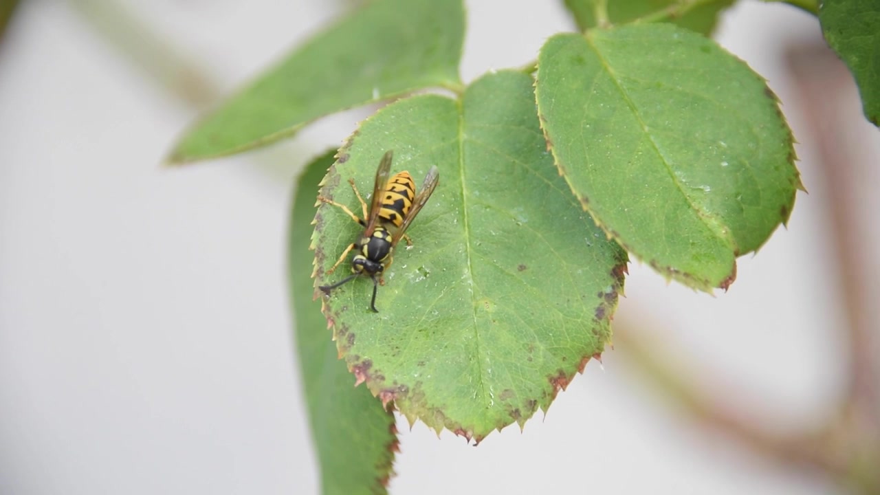 Close-up view of a yellowjacket wasp meticulously preening its antennae and legs while resting on a vibrant green leaf in nature