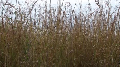 Lange-Grashalme,-Die-Sich-Im-Wind-Bewegen