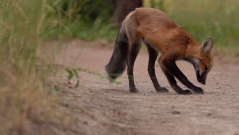 closeup view of red fox digging