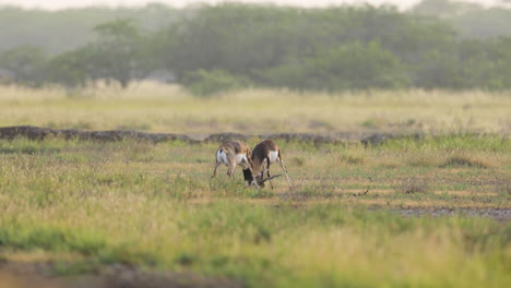two adult blackbuck male antelopes fighting for territory over the indian grassland on a early morning