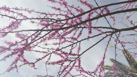 Blossoming-almond-trees-against-a-clear-blue-sky-in-Mallorca