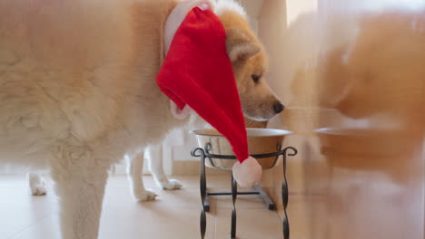 akita inu dog wearing a christmas santa hat, indulging in ginger cookies with soft furry ears