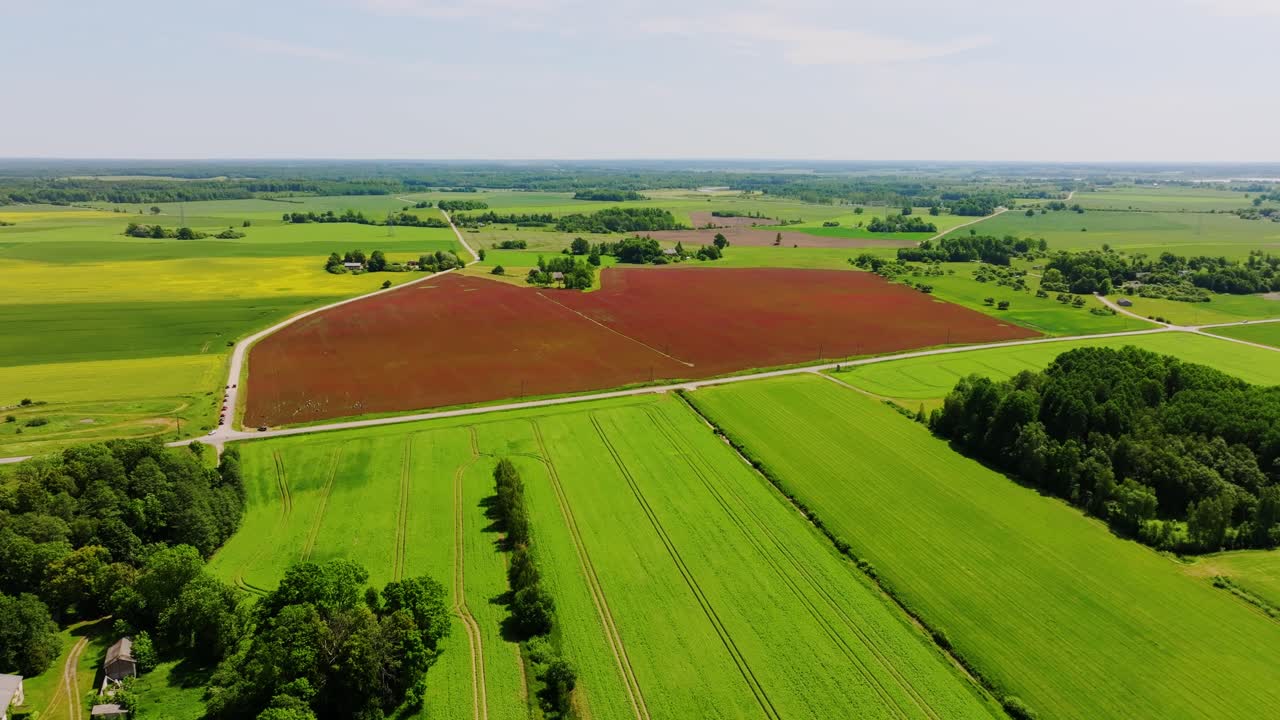 Crimson Clover Field Glows Red in Summer Landscape – Wide Drone View Latvia