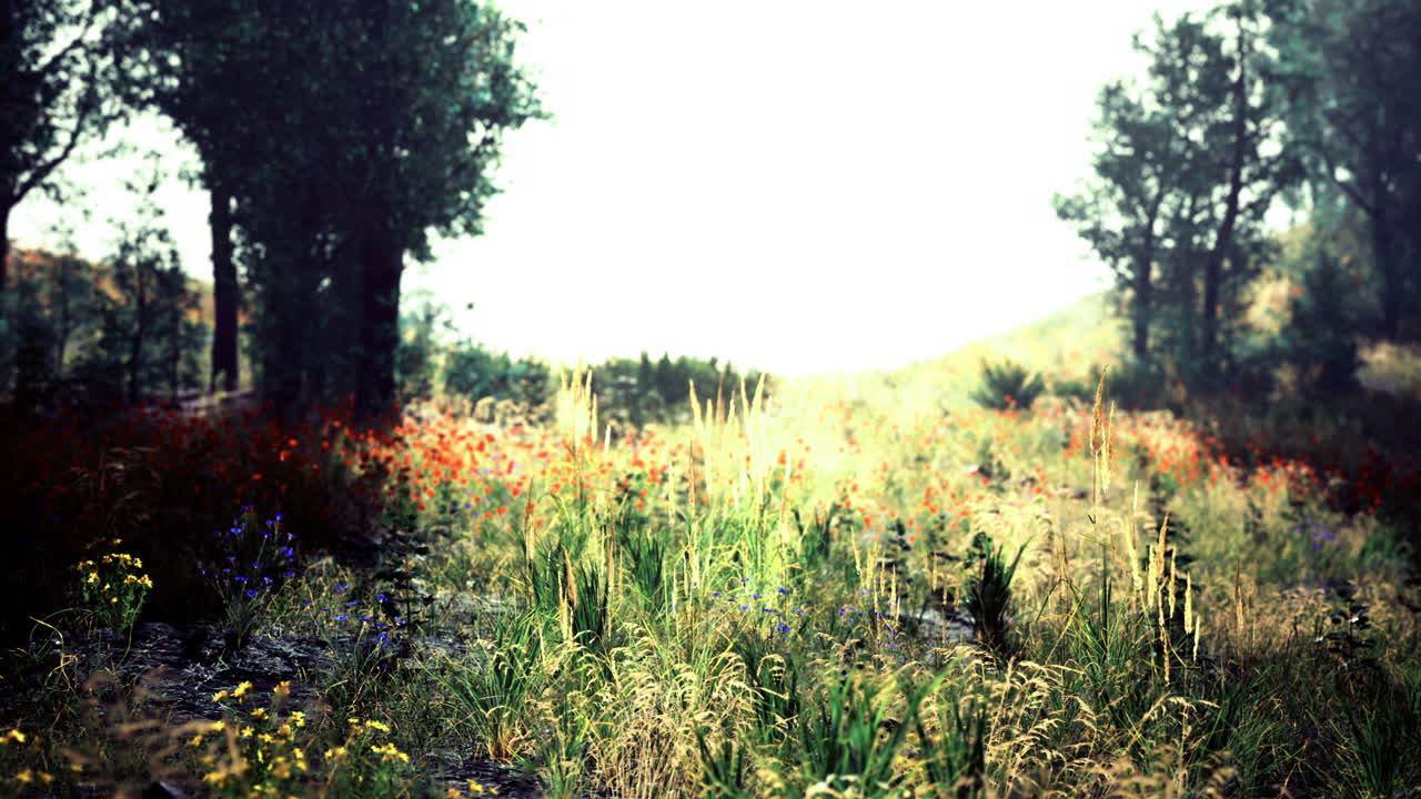 un vibrante campo de flores silvestres bajo un cielo despejado con vegetación a su alrededor
