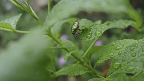 Pequeño-Insecto-Verde-Brillante-Metálico-Arrastrándose-Sobre-Hojas-Mojadas