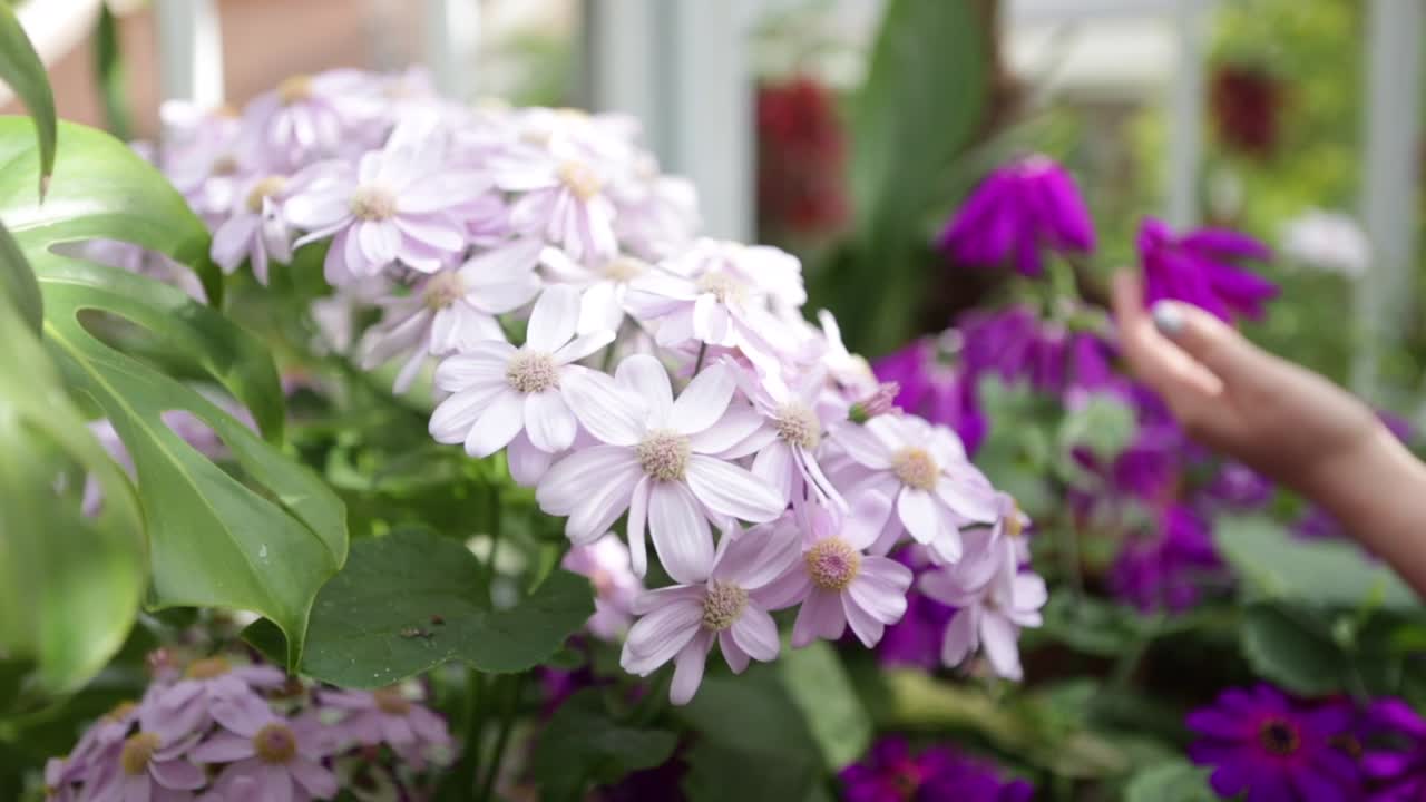 una mano tocando flores