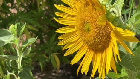 girasoles amarillos brillantes en el campo
