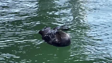 sea otter floating on its back in water