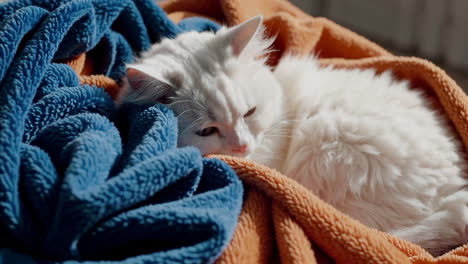 white cat sleeping on blankets