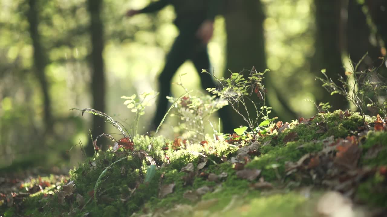A background silhouette walking in the woods behind a spider web on moss