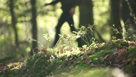 a background silhouette walking in the woods behind a spider web on moss