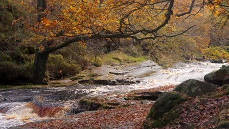 bosque de invierno tranquilo: una escena serena con un arroyo lento, robles dorados y hojas caídas que cubren el paisaje