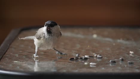 marsh tit take few sunflowers from slippery table