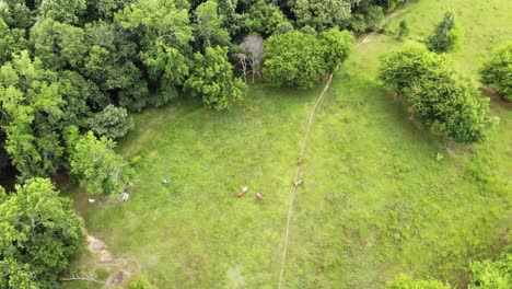 This is an aerial video taken from a drone hovering over cows while they graze in a pasture surrounded by trees.