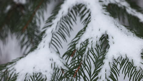 frozen branches