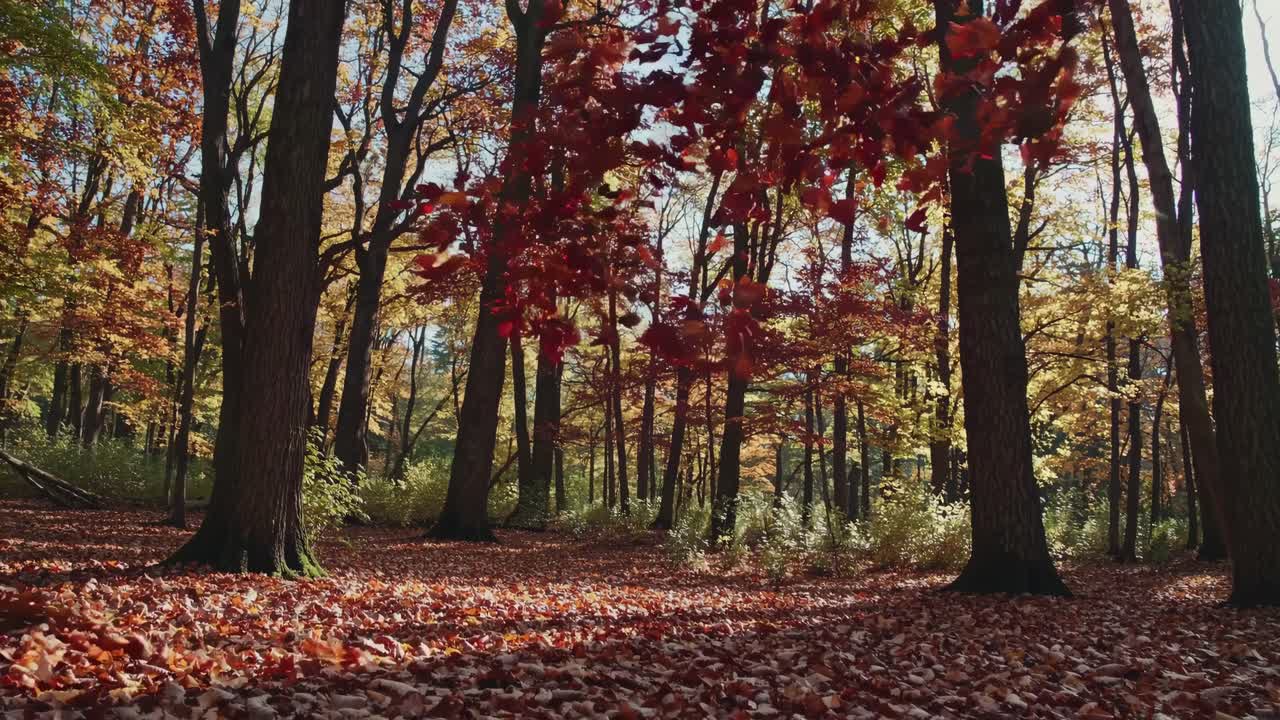 A serene forest scene with tall trees and autumn leaves, captured from a low-angle, perfect