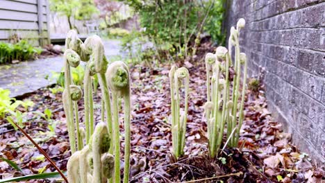 el helecho de canela germinando en primavera cerca de boone nc