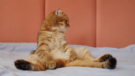 cute scottish fold cat relaxing on a bed