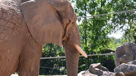 parque zoológico en francia: un viejo elefante en un zoológico come paja con su trompa