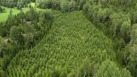 young pine trees at pine forest in bohuslan, sweden