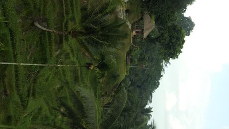 Cámara-Lenta-Vertical-Revela-Toma-De-Terrazas-De-Arroz-Tegallalang-En-Bali-En-Indonesia-Con-Vista-De-Cabañas-De-Bambú-Y-Palmeras