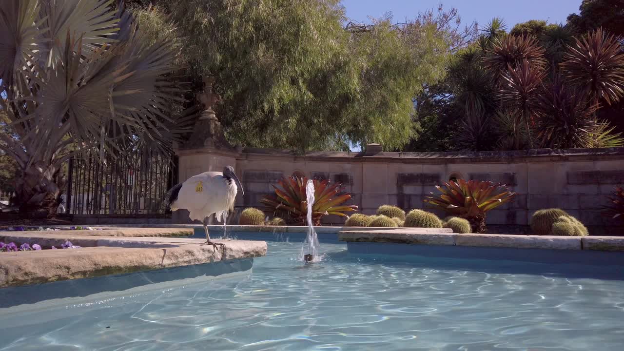 En mærket australsk hvid ibis solbader nær et springvand