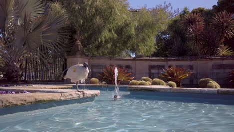 A-labeled-Australian-White-Ibis-is-sunbathing-near-a-fountain