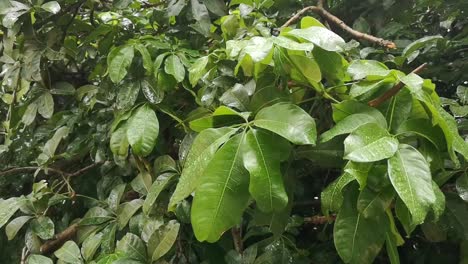 雨天在亞馬遜, 巴西