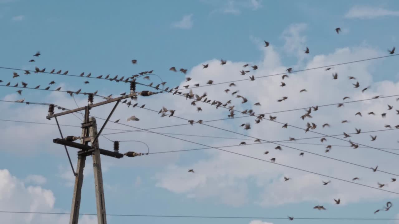 muchos pájaros están sentados en cables de alto voltaje