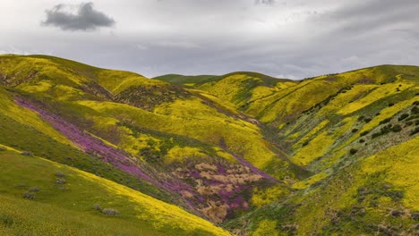 Campos-De-Flores-Doradas-Y-Moradas-De-La-Superfloración-En-Las-Llanuras-De-Carizzo,-Lapso-De-Tiempo-De-California