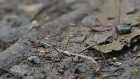 Tiro-Macro-De-Insecto-Palo-Phasmatodea-Caminando-Sobre-El-Suelo-Del-Bosque,-Cámara-Lenta