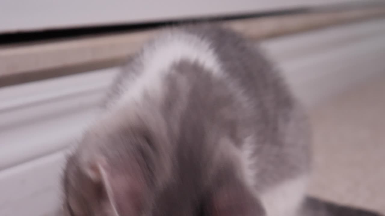 그녀의 얼굴을 핥는 귀여운 사랑스러운 작은 은색 고양이 새끼 고양이