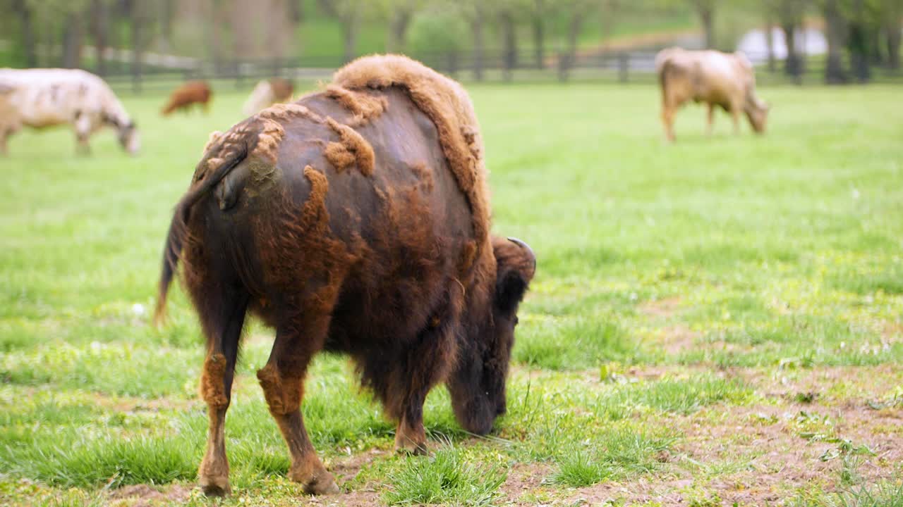 Buffalo eating grass and swatting flies with his tail in slow motion