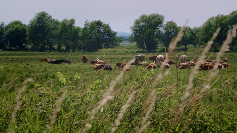 Rebaño-De-Ganado-Con-Vacas,-Terneros-Y-Un-Toro-Relajándose-En-Un-Prado-Con-Un-Ganso-Salvaje-En-Un-Caluroso-Día-De-Verano