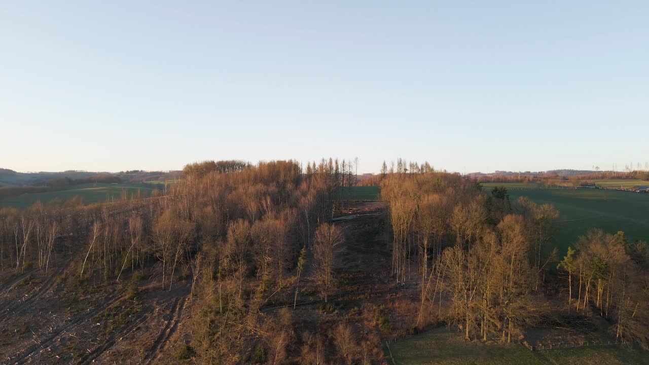 воздушный - холмы и долины с голыми, поврежденными деревьями, купающимися в золотом солнечном свете