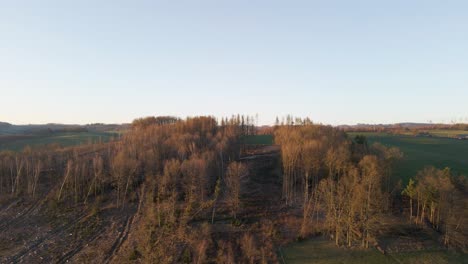 aerial - hills and valleys with bare, damaged trees bathed in golden sunlight