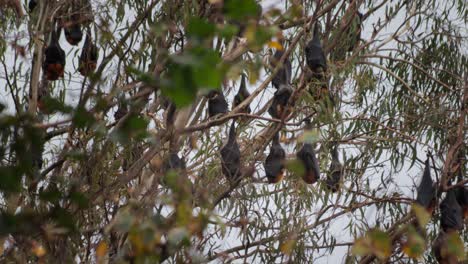 many fruit bats hanging upside down from trees sleeping, windy day time, medium shot, maffra, victoria, australia