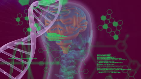 animación de la cadena de adn, el cerebro humano y el procesamiento de datos científicos.