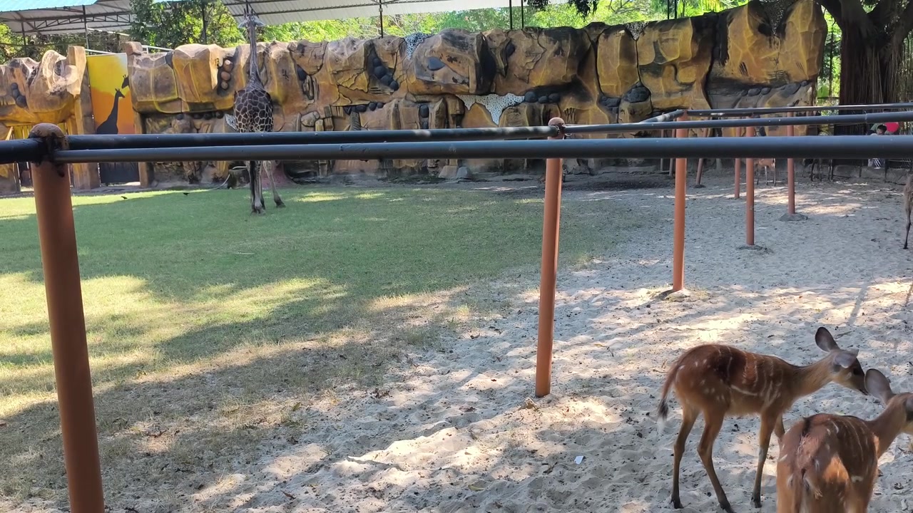 Gevlekt hert staat in dierenverblijf met giraffe op de achtergrond.