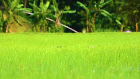 spotted dove hidden by green grass blades in rural farmland in bangladesh