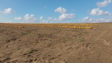 rows of harvested pumpkins on the field on a sunny day