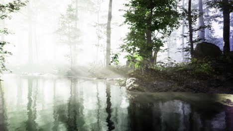 sunlight filters through trees reflecting on a calm river in the forest
