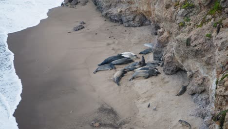 Un-Gran-Grupo-De-Elefantes-Marinos-Descansando-En-La-Costa-De-California